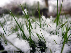Spring Lawn Problems To Watch For